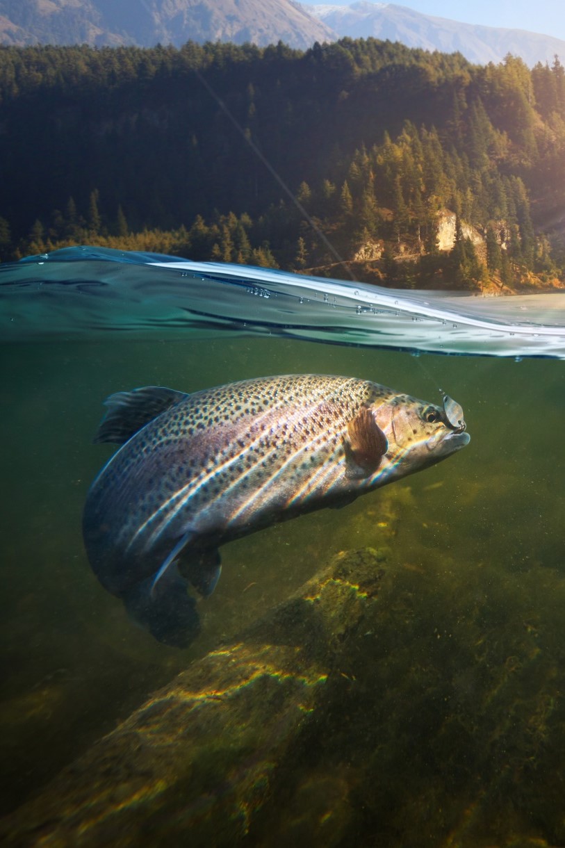 Saumon dans une rivière